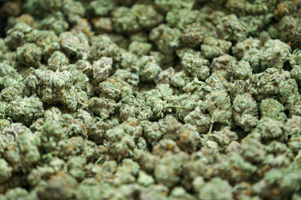 Medicinal marijuana buds are dried at the Stability Cannabis wearhouse in Oklahoma City on Wednesday, Nov. 30, 2022.Medicinal Marijuana 10