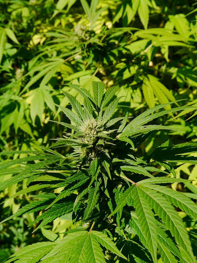 800px-Cannabis_sativa_2