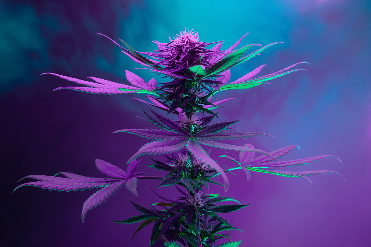 Cannabis-Grow-Light