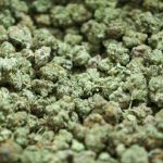 Medicinal marijuana buds are dried at the Stability Cannabis wearhouse in Oklahoma City on Wednesday, Nov. 30, 2022.Medicinal Marijuana 10