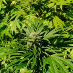 800px-Cannabis_sativa_2