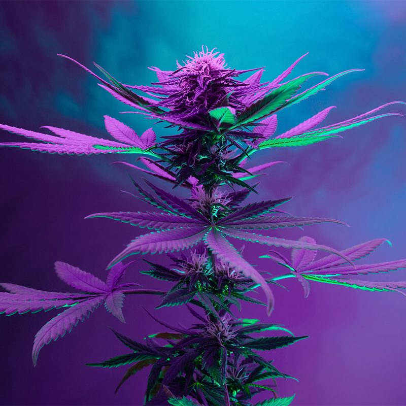 Cannabis-Grow-Light